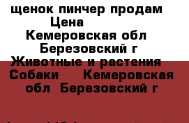 щенок пинчер продам › Цена ­ 3 000 - Кемеровская обл., Березовский г. Животные и растения » Собаки   . Кемеровская обл.,Березовский г.